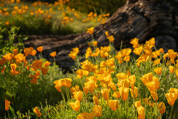 Wildflowers are blooming in the desert in Arizona.