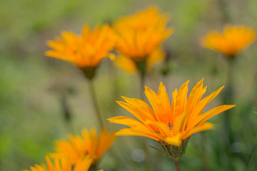orange flower in the garden