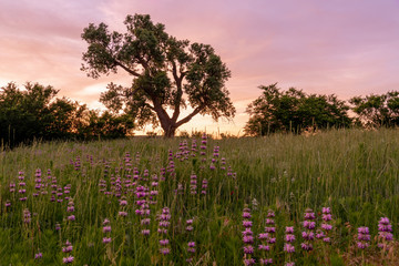 Western Oklahoma spring to summer sunset with blooming wildflower and cottonwood tree in the pasture