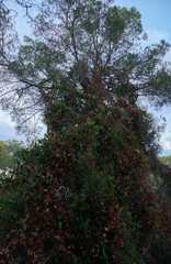 Fototapeta premium Tree covered with vegetation and blue sky