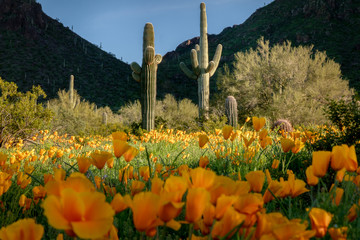 Saguaro cactus standing in spotlight in wildflowers in the Sonoran Desert