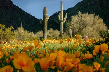 Acrylglasbilder Arizona Saguaro cactus standing in spotlight in wildflowers in the Sonoran Desert  © YUKOinSUNSHINE