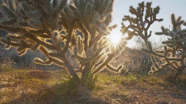 Camera moves along shrubs and trees in Joshua Tree national park. Sun breaks through the branches of Joshua tree in Joshua tree national park. Steadicam shot