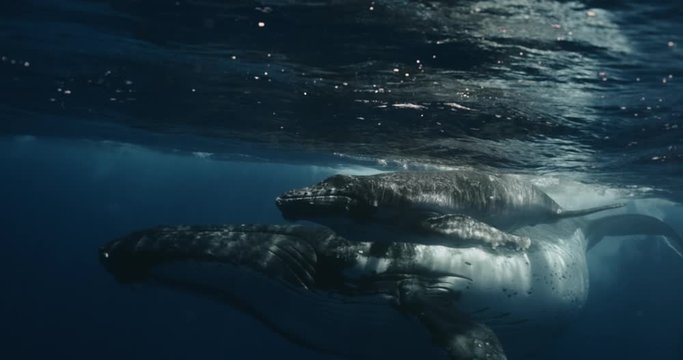 Close-up of humpbak whales in underwater ocean. filmed on a Tongа scientific expedition. Mom and her calf swim close by underwater videographer. Filmed on a professional cinema uw camera 14-bit colors