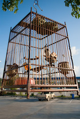 タイの町角の鳥かご：旅先の風景：東南アジア