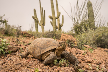 Desert tortoise walking in Tucson Mountain Park, Saguaro Cactus in background