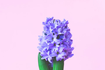 Festive concept from hyacinth flower in full bloom. Womens Day. Template mock up of greeting card or text design. Close-up