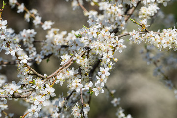 World celebrate spring with mirabelle plum blossoms and buzzing bees. Spring comes to life. Bees pollinate flowers. Spring is coming. Nature background. What happens when the bees become extinct?