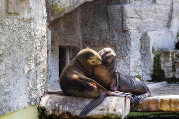 Fototapeta na wymiar couple of wild sea lion is hugging. Loving happy pair of fur seals lying in the sun