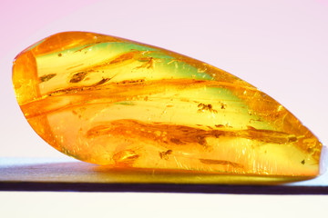 Amber made of yellow transparent fossil resin with insect inclusions photographed in the studio