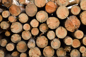 stack of firewood