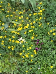 yellow flowers in the garden