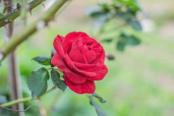 Red Rose