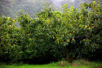 Fototapeta na wymiar The persimmon garden is near a mountain with beautiful scenery and a lot of fog.