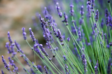 Naklejka premium lavender, field, herb, plant, flower, flora, fragrant, fragrance, purple, scent,