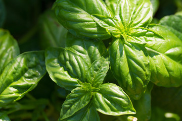 Home grown organic bunch of basil growing and flourishing in garden - Powered by Adobe