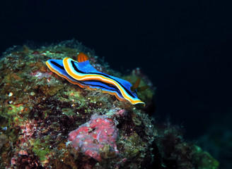 Chromodoris Annae nudibranch Cebu Philippines
