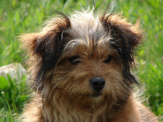 yorkshire terrier puppy
