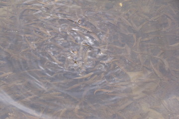 a small trout fish jamb flopped on a piece of bread