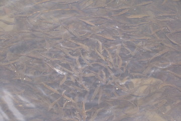 a small trout fish jamb flopped on a piece of bread
