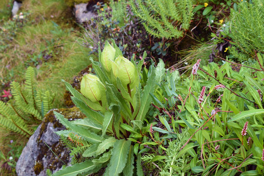 Brahma Kamal, a Himalayan flower found at an altitude of around 4500 m. This pic is from Hemkund Sahib mid-monsoon.