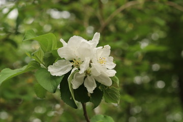 Frühling