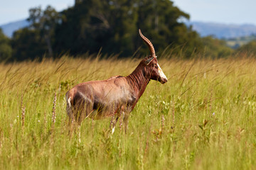 Blesbok in Milwane National Park in Swaziland