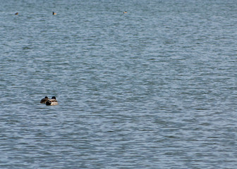Solitary ducks in calm and transparent water
