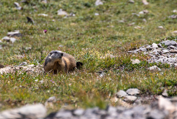 Murmeltier auf Wiese Nahaufnahme, Tierwelt der Berge und Alpen