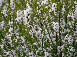 Blühender Baum im Frühling