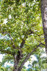 Fototapeta premium tree in the park