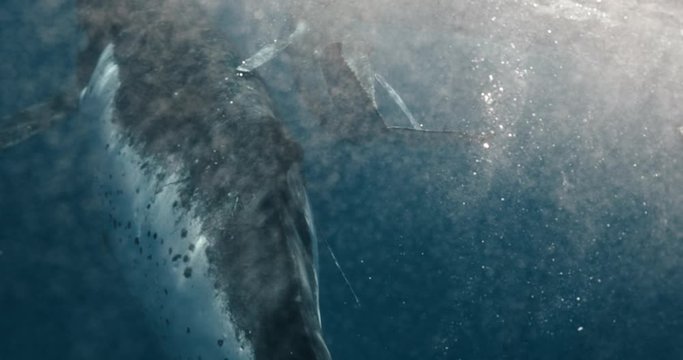 Amazing rare video, giant humpback whale tails filmed on a Tongа scientific expedition. Mom and her calf swim close by underwater videographer. Filmed on a professional cinema uw camera 14-bit colors