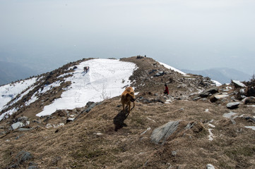 A dog, a woman and a group hiking the trail to triund trek in McLeod Ganj