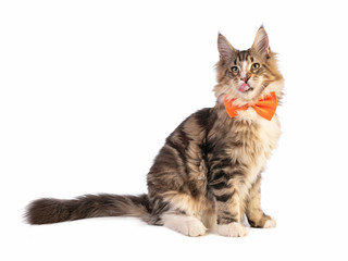Obraz premium Young Maine coon