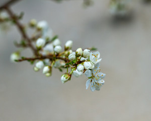 Blooming cherry tree.