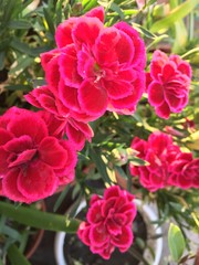 red and pink flowers