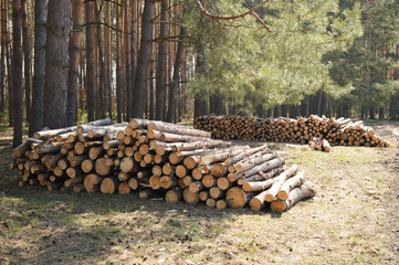 stacks of firewood