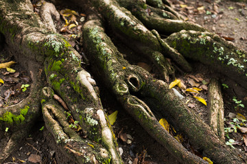 Fototapeta premium tree roots in the forest 