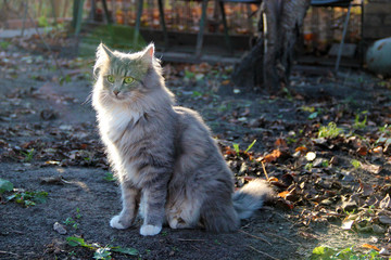 Beautiful Cute Fluffy Gray Cat. Pets. Life of animals. Close up. Cute Cats Photo Wallpaper Nature Animals Full HD for Desktop Background.
