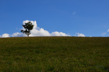Obraz premium Samotne drzewo, single tree 