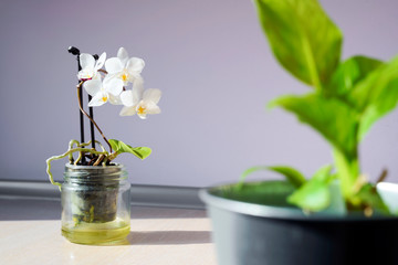 Focus on home plant - mini orchid with white flowers in glass. Leaves of peace lily. Decoration in sun light. © less.talk