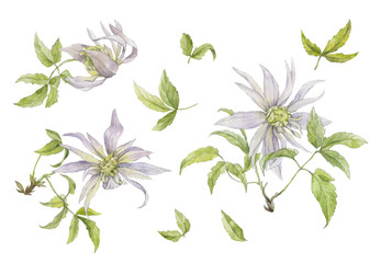 A set of flowers of pale lilac clematis with leaves on twigs. Watercolor illustration on a white background.