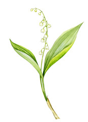 Watercolor illustration. Elegant Lily of the valley on a stem with leaves.
