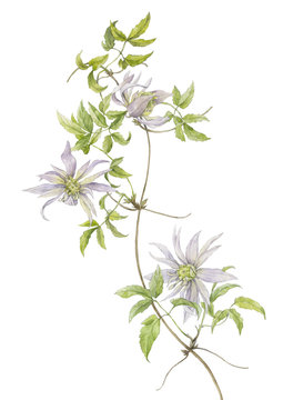 Watercolor illustration of a clematis branch on a stem with leaves on a white background.