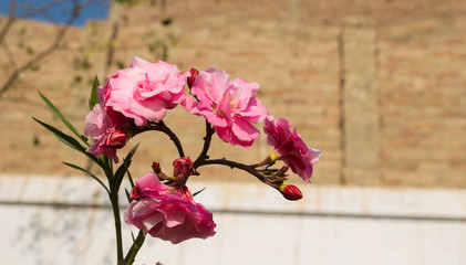 close up of pink Nerium oleander flower in a garden