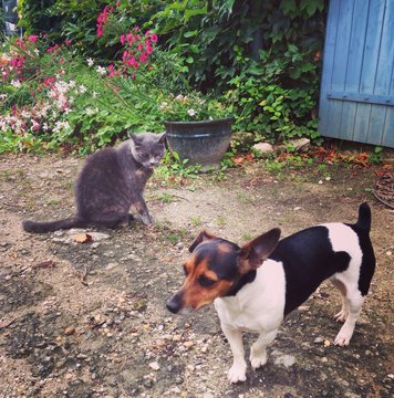 High Angle View Of Dog And Cat In Back Yard