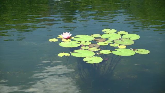 Nenufar w parku