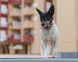 American toy terrier for a walk.