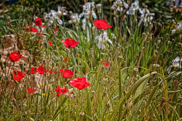 wild poppies in the desert in spring. Wild crops in the garden. The beauty of the desert and spring