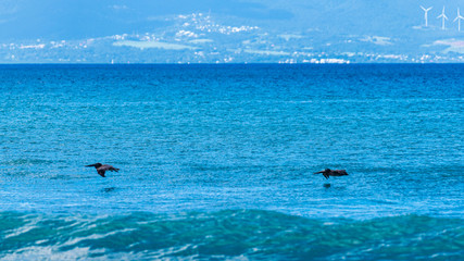 Deux p&eacute;licans chassant au-dessus d'une mer bleu intense et un ciel bleu totalement d&eacute;gag&eacute; sur fond de montagnes du massif de la Soufri&egrave;re en Guadeloupe o&ugrave; sont implant&eacute;es des &eacute;oliennes.